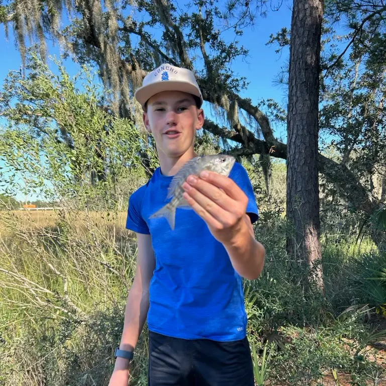 Pinfish caught on Fishbrain