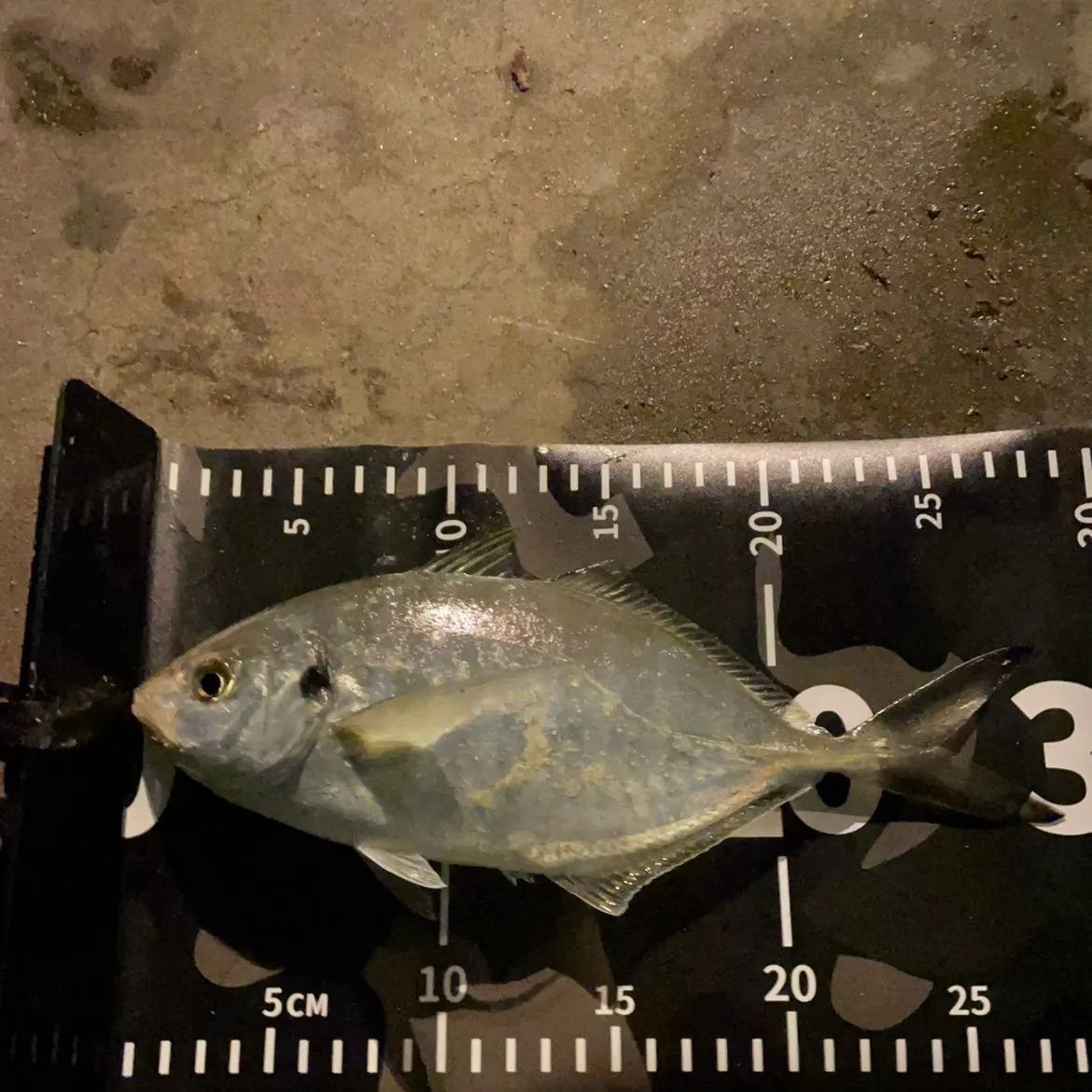 The most recent White trevally catches on Fishbrain