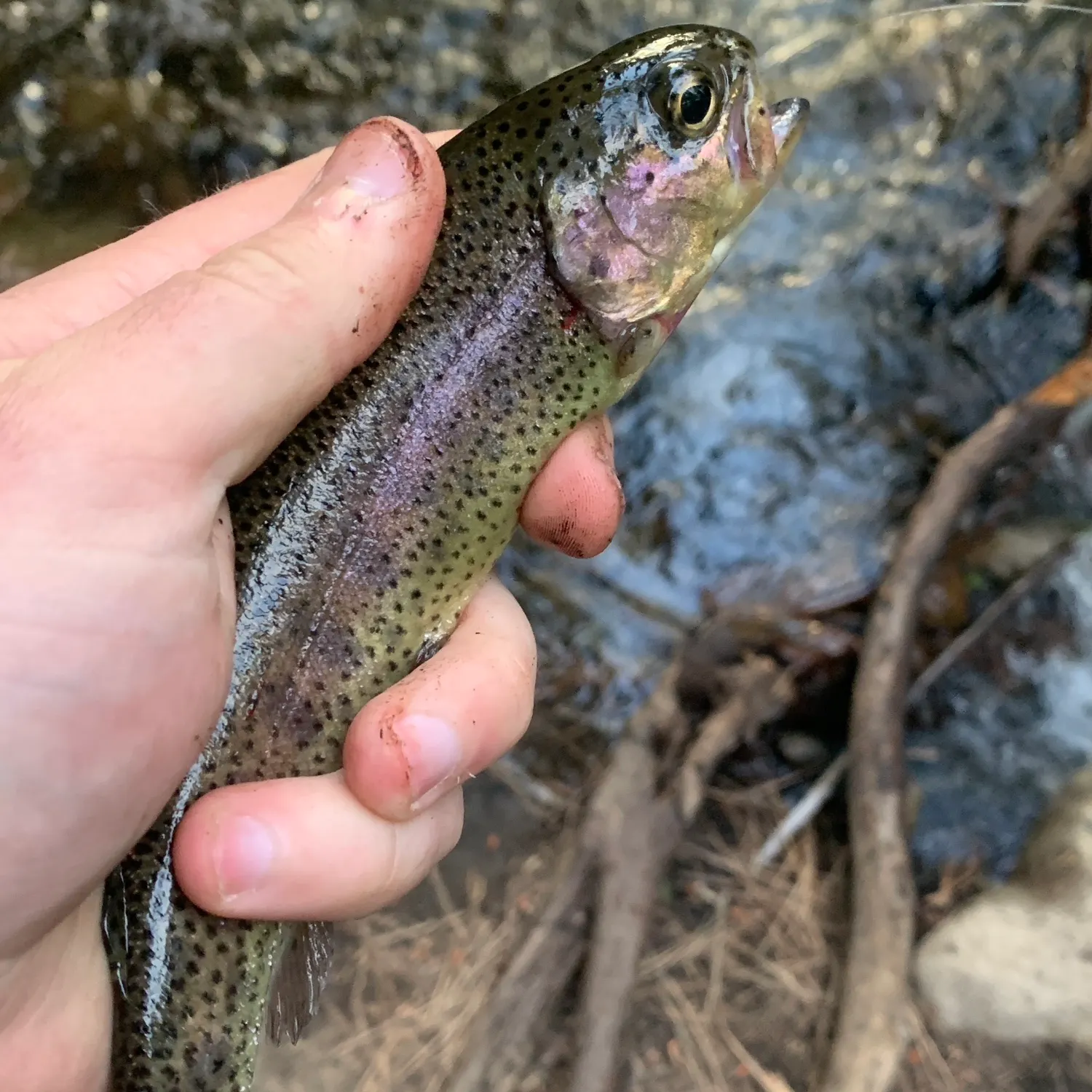 Coastal rainbow trout caught on Fishbrain