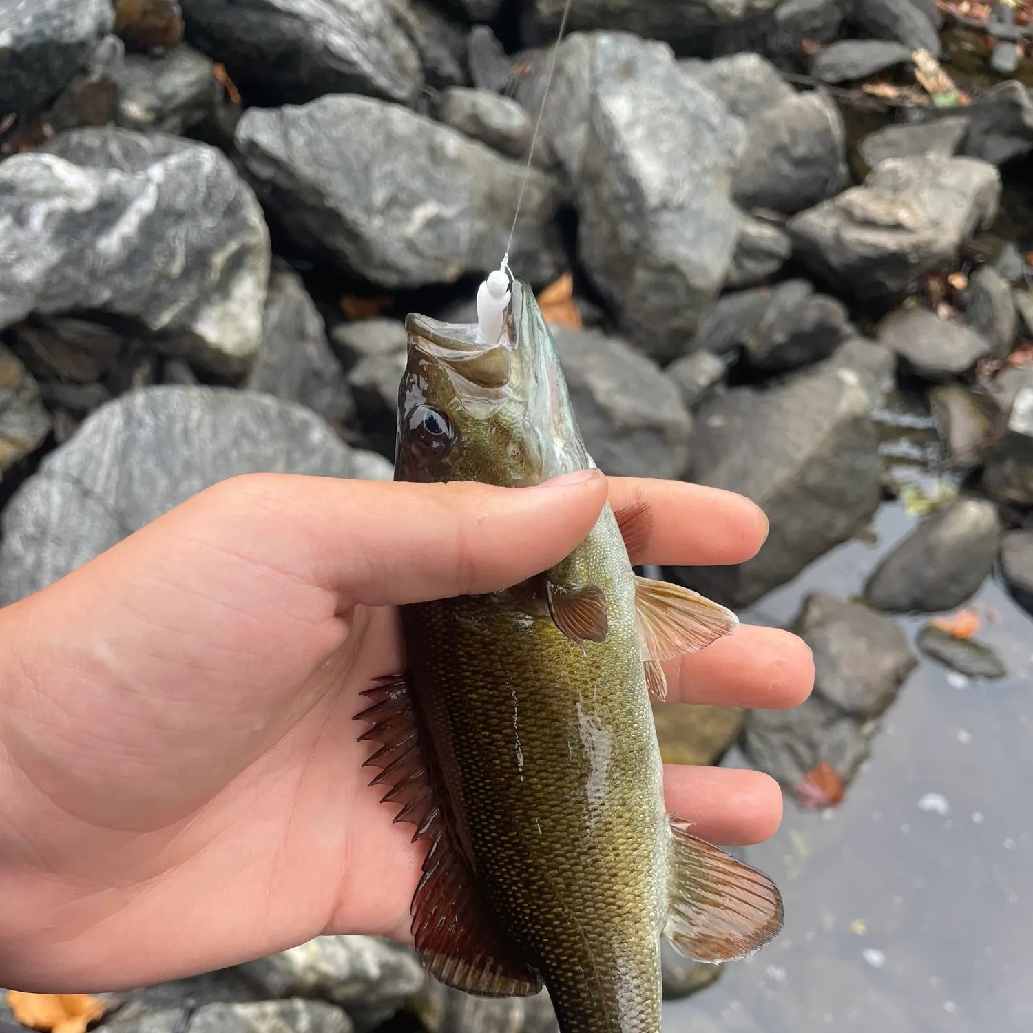 Smallmouth bass caught on Fishbrain