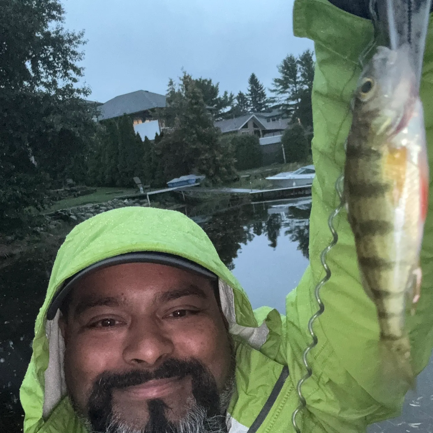 Yellow perch caught on Fishbrain