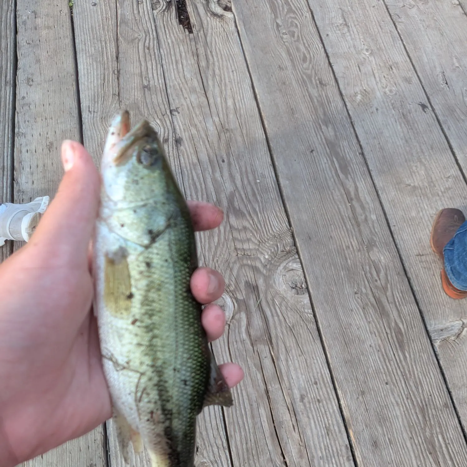 Fish caught on Fishbrain