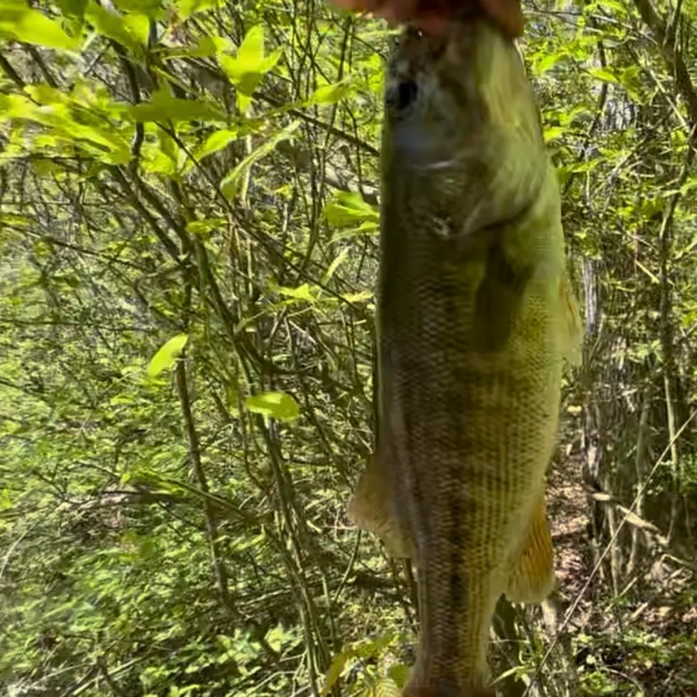 Shoal bass caught on Fishbrain