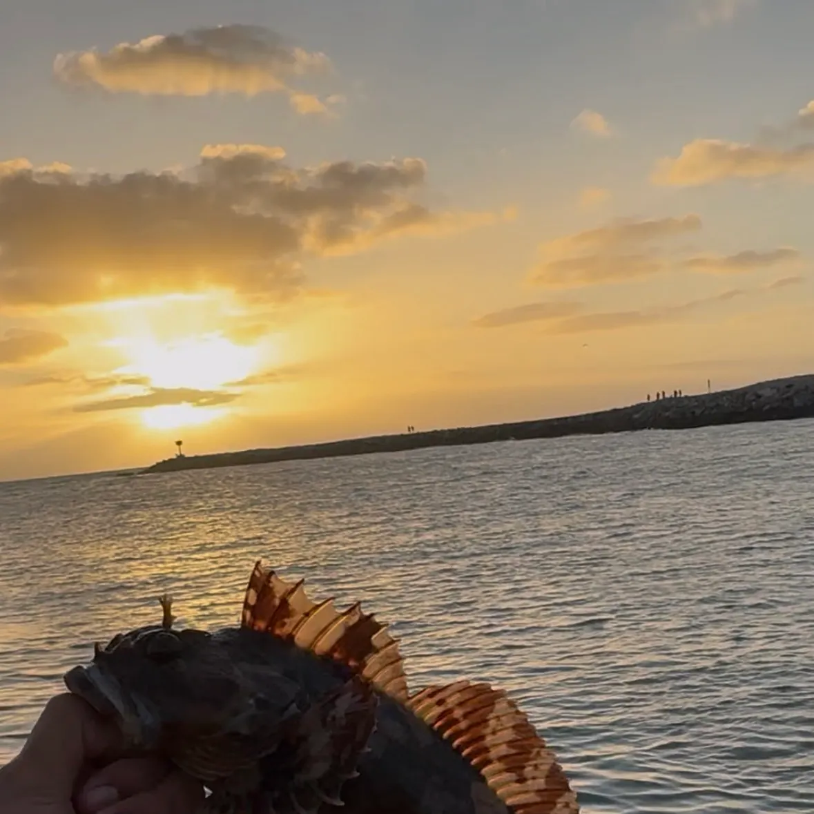 The most recent Cabezon catches on Fishbrain