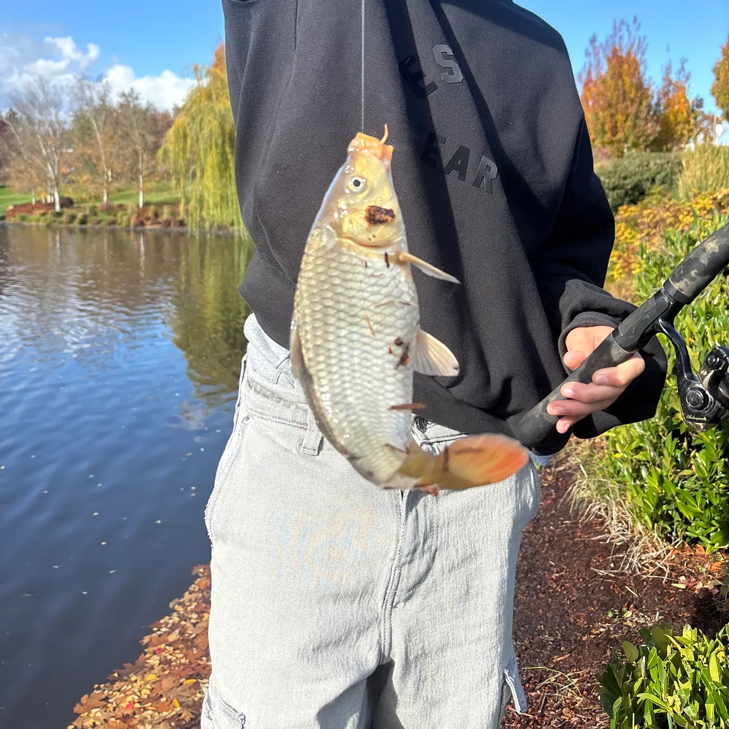 Common carp caught on Fishbrain