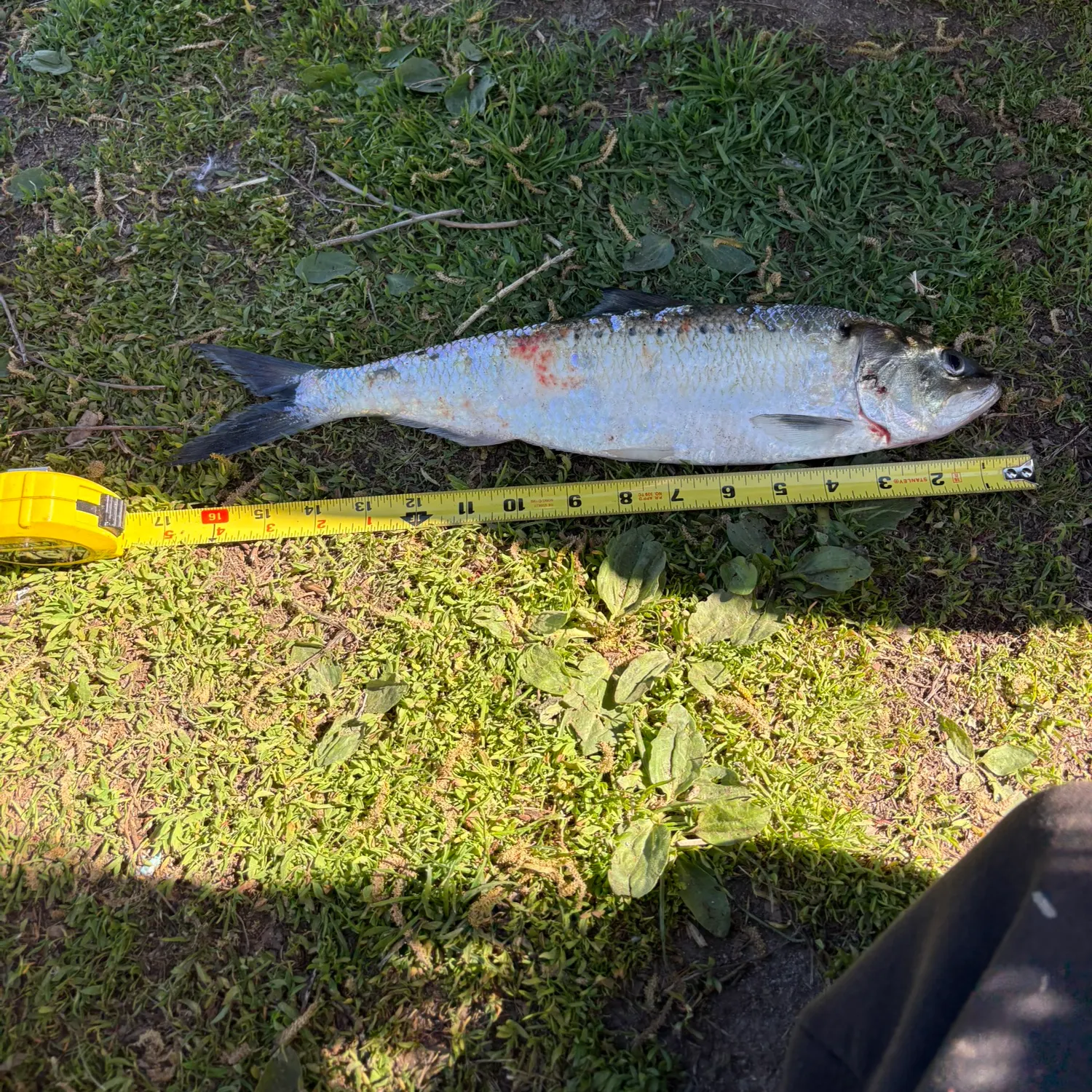 The most recent American shad catches on Fishbrain