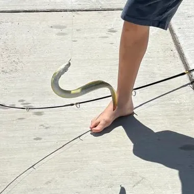 American eel caught on Fishbrain