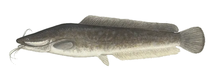 Blunt-toothed African catfish