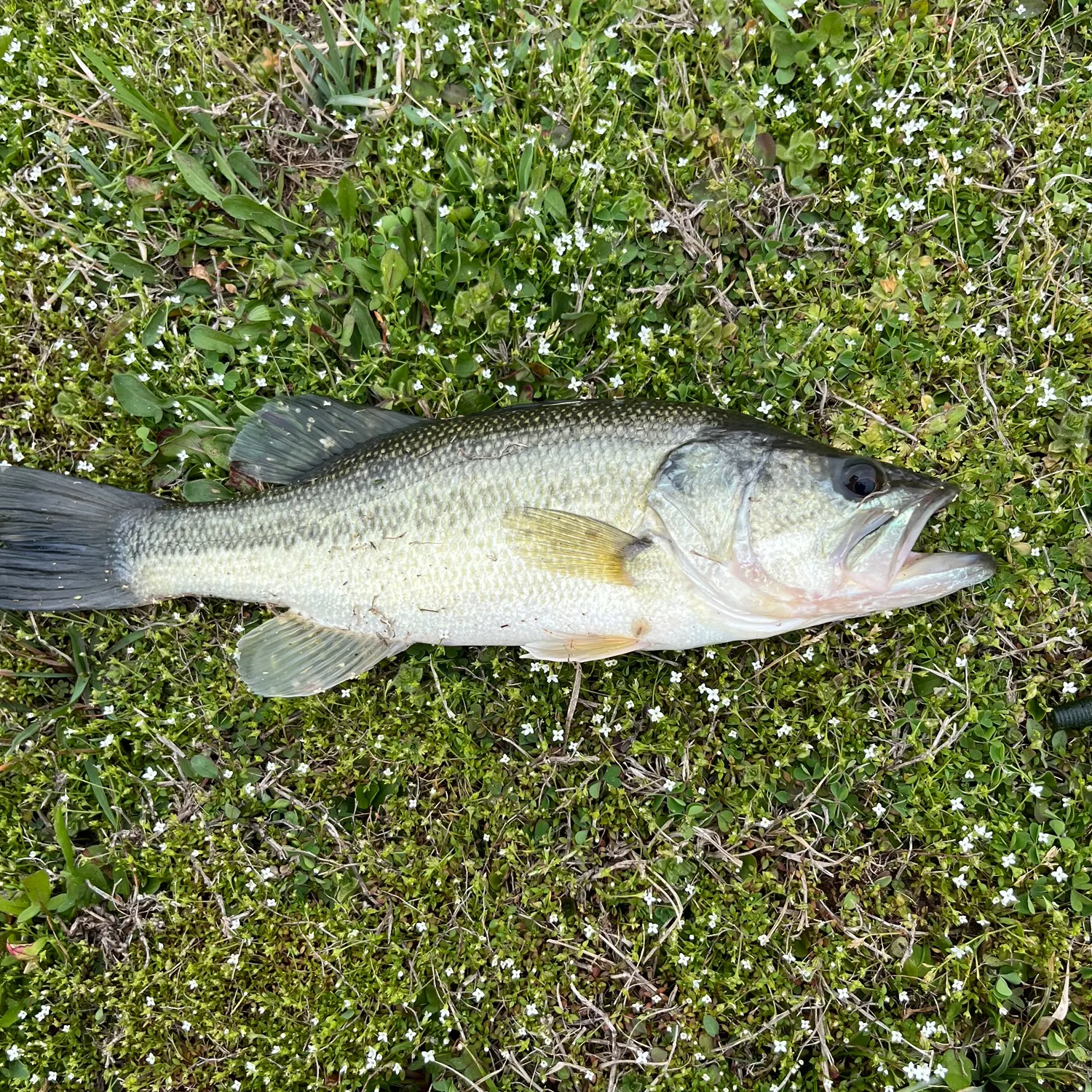 The most recent Vimba bream catches on Fishbrain