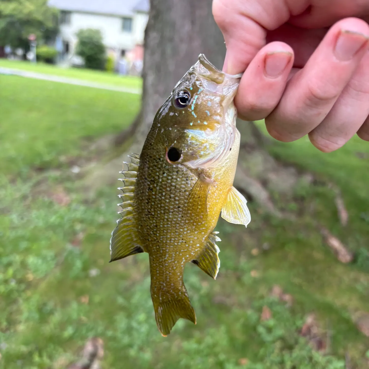 Green sunfish caught on Fishbrain