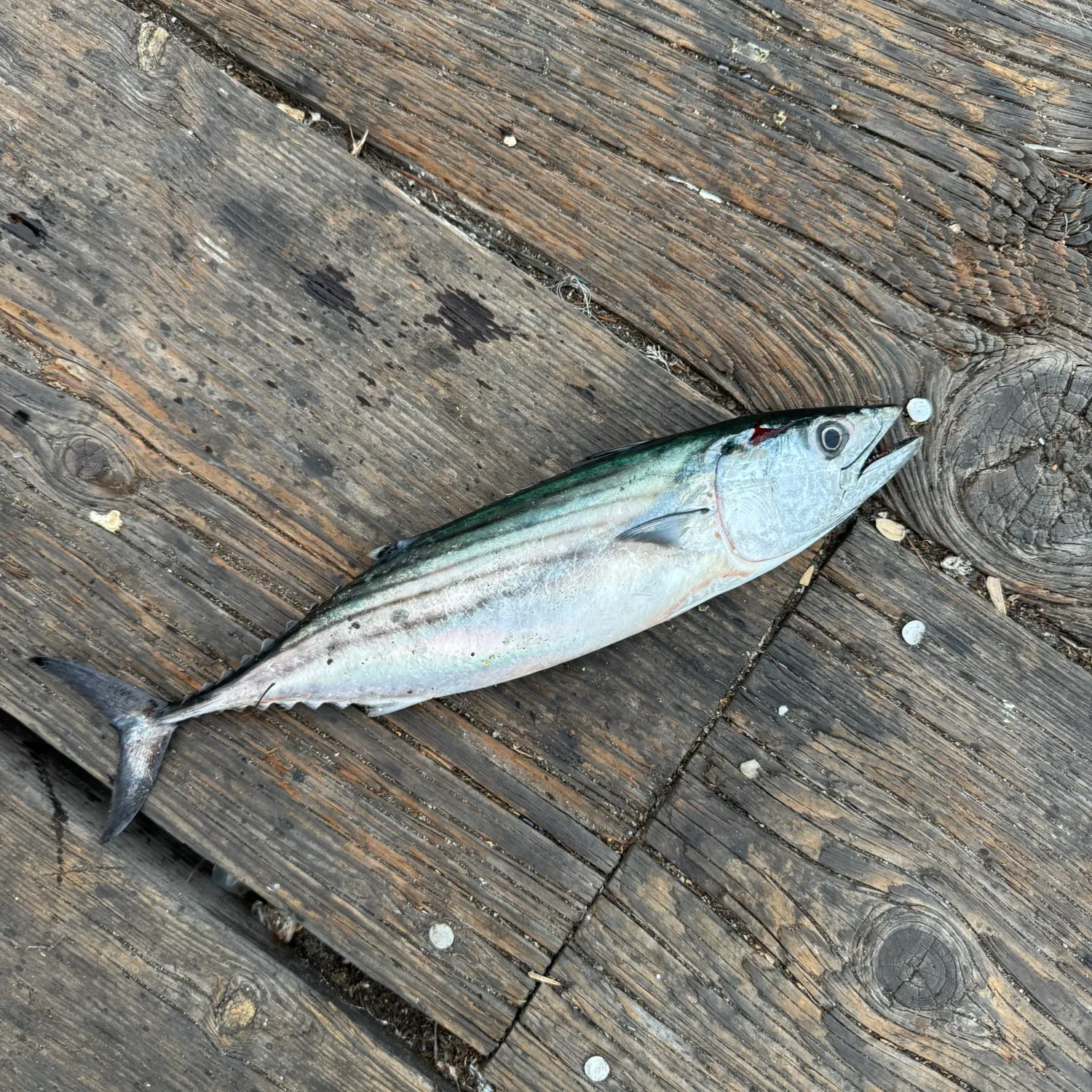 Pacific bonito caught on Fishbrain