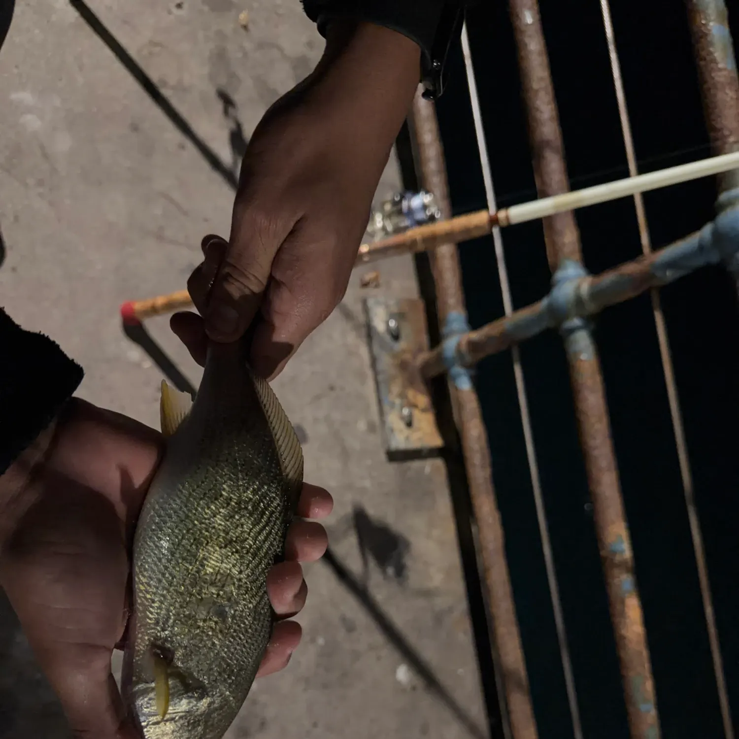 Yellowfin croaker caught on Fishbrain