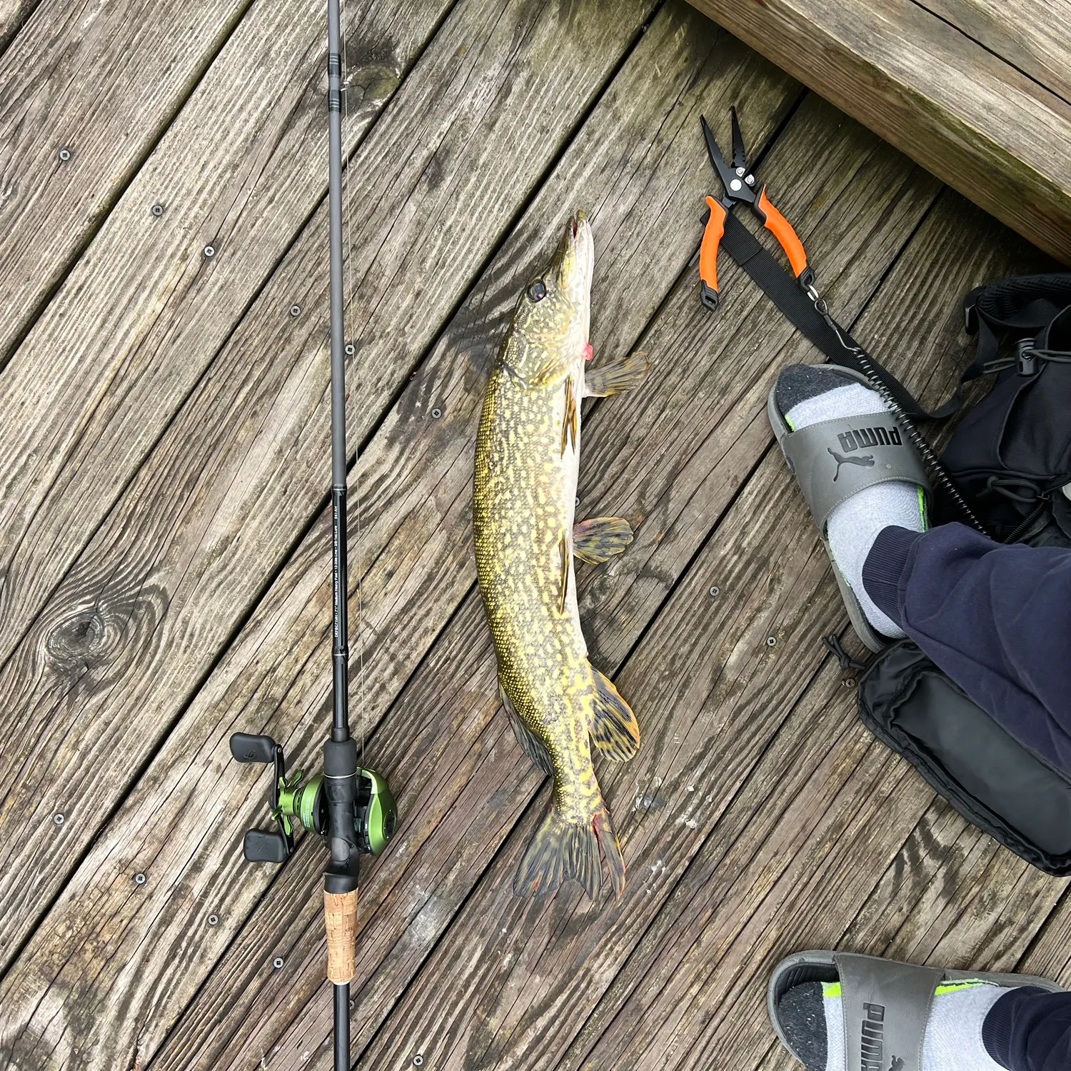 recently logged catches