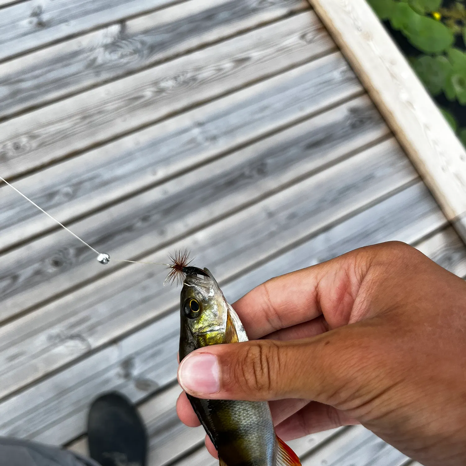 catch