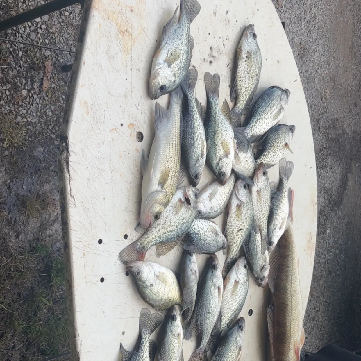Black crappie caught on Fishbrain