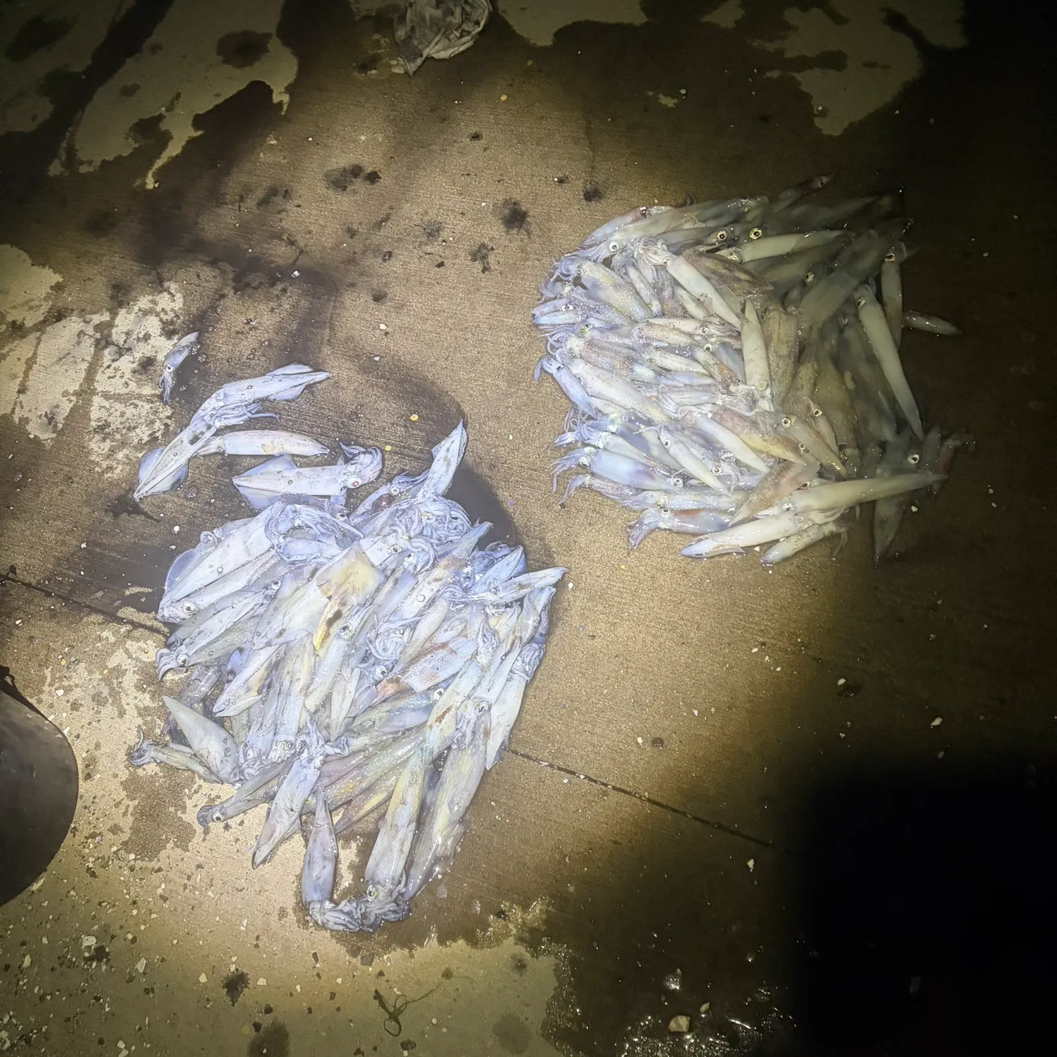 The most recent Longfin inshore squid catches on Fishbrain