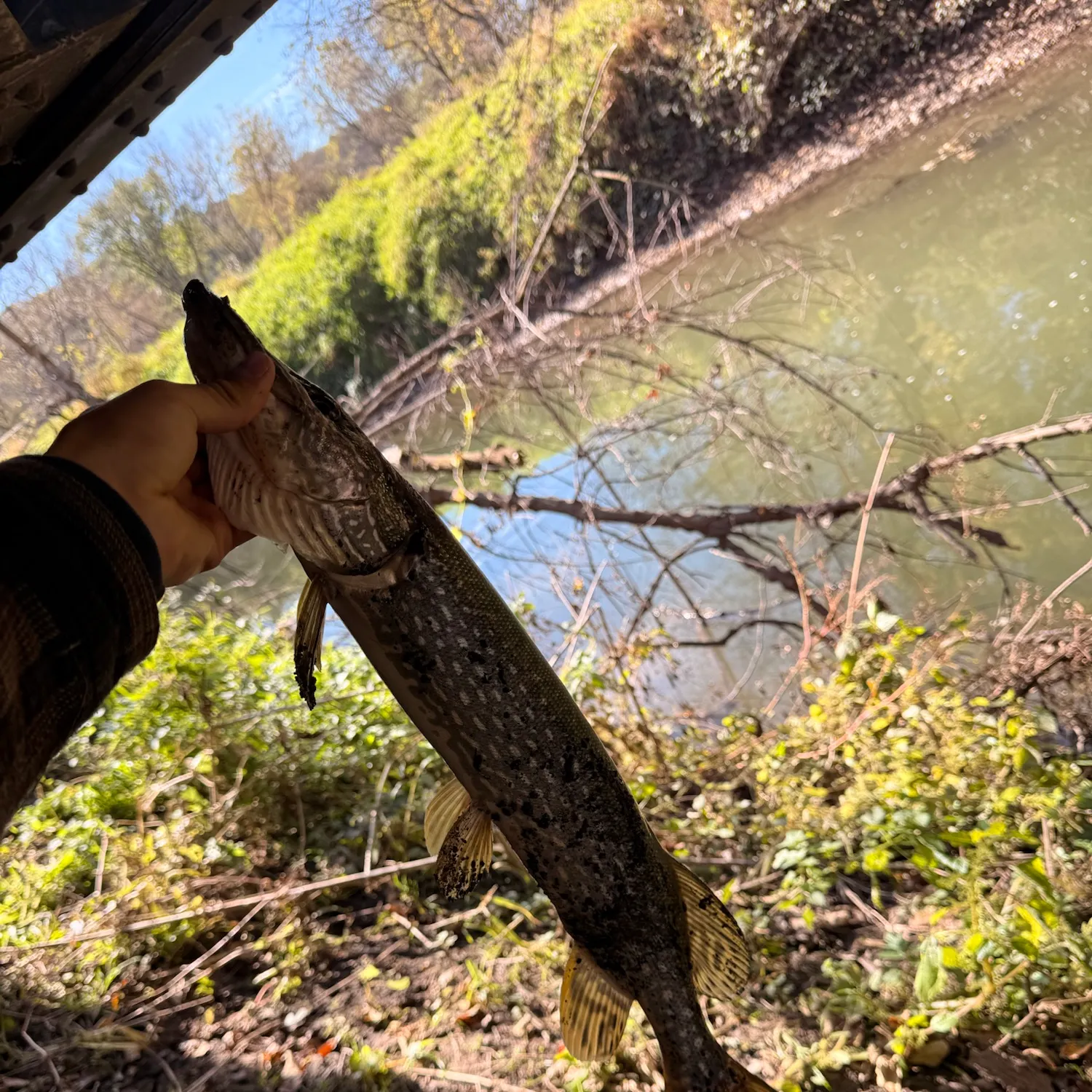 Northern pike caught on Fishbrain