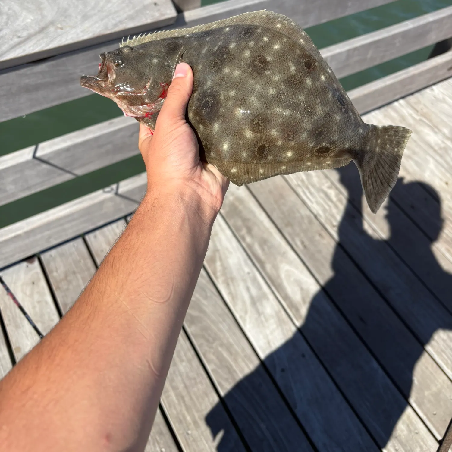 The most recent Summer flounder catches on Fishbrain