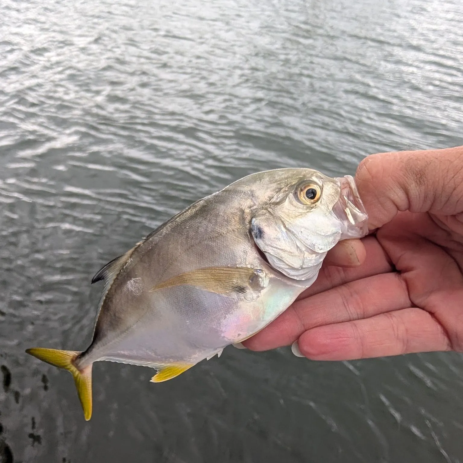 Crevalle jack caught on Fishbrain