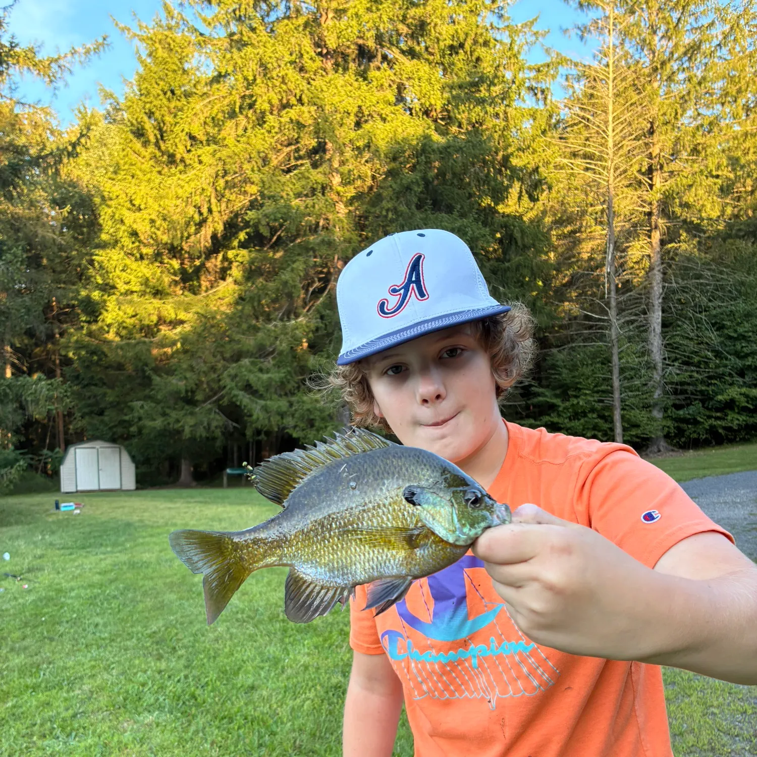 Bluegill caught on Fishbrain