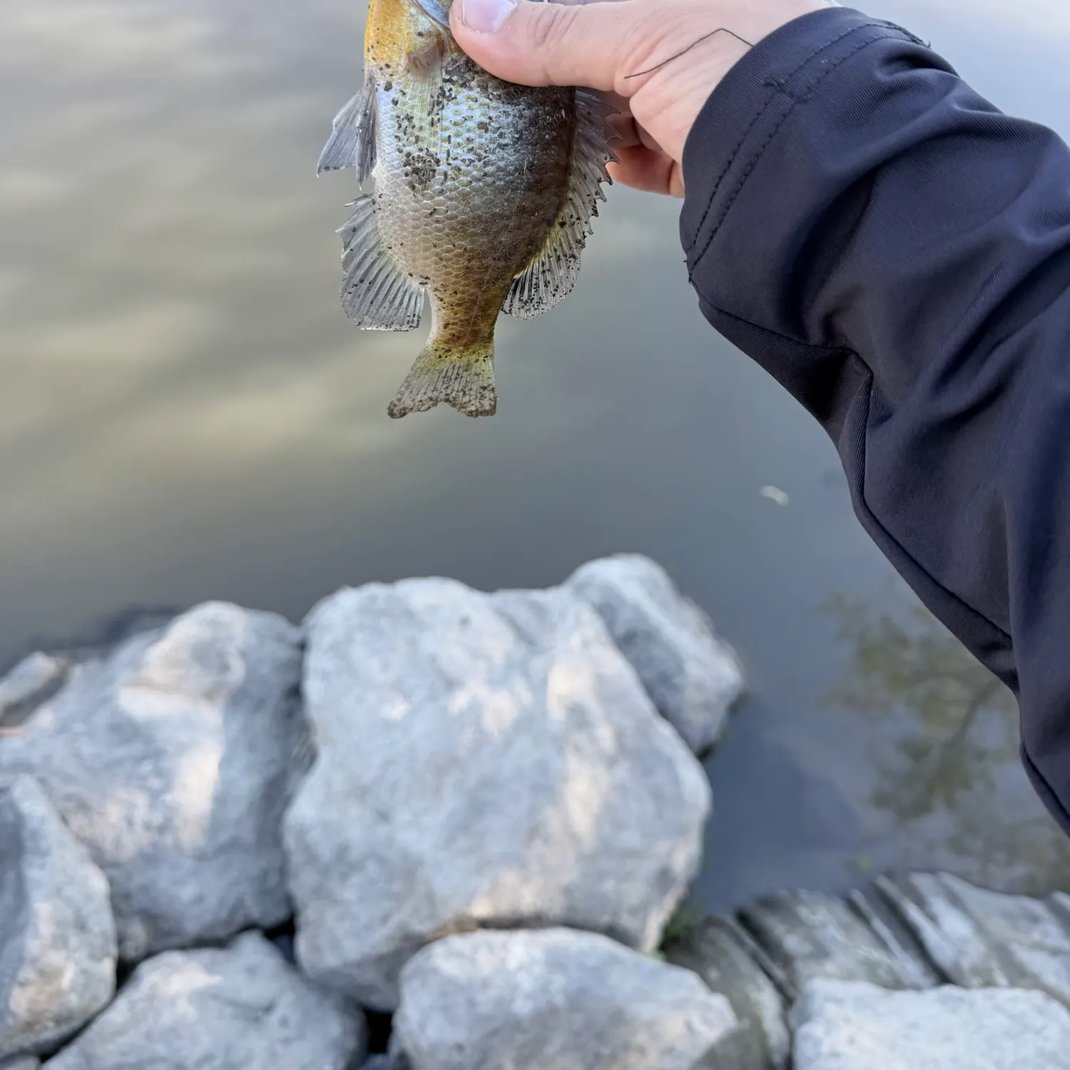 Bluegill caught on Fishbrain