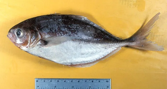 Blackfin jack