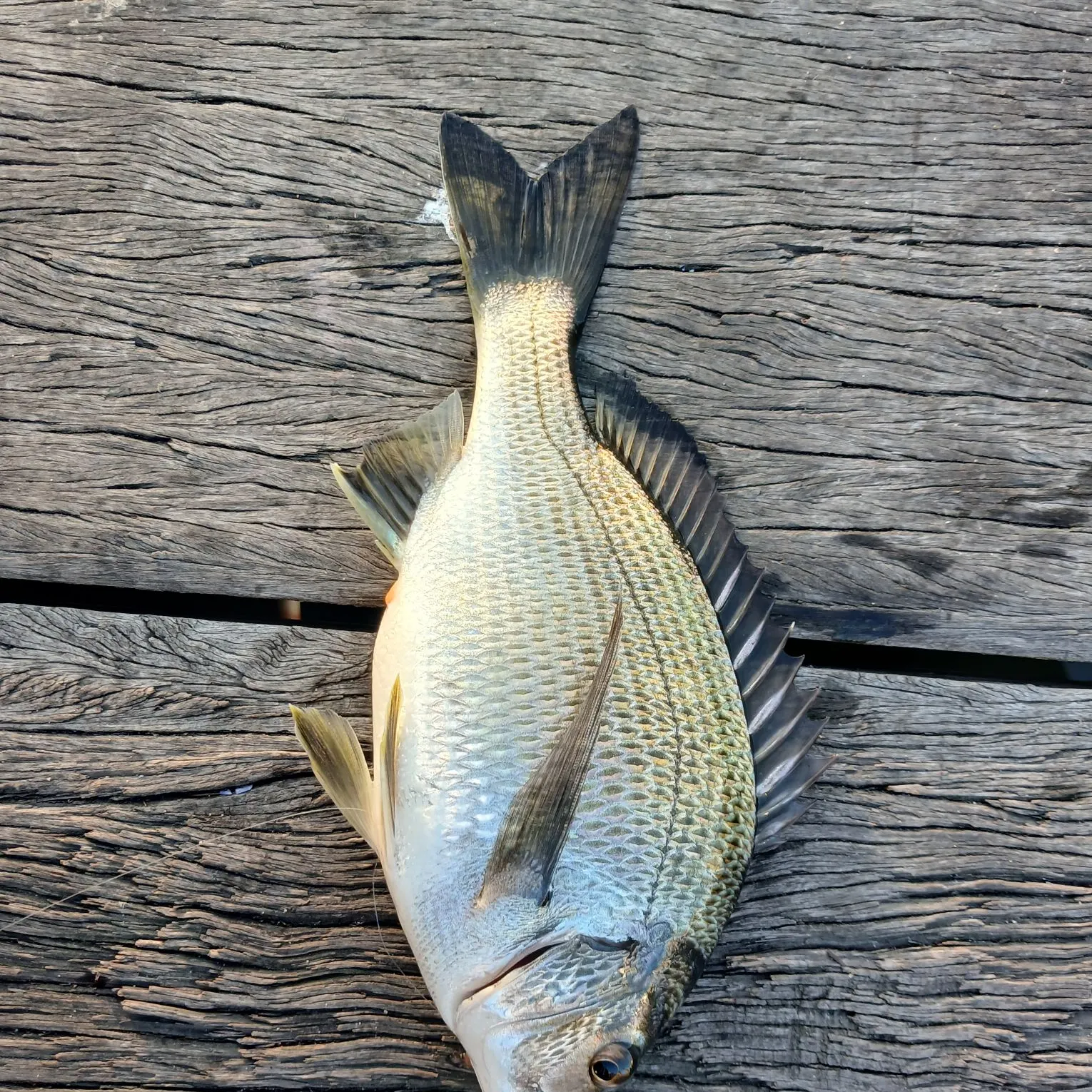 Southern black bream caught on Fishbrain