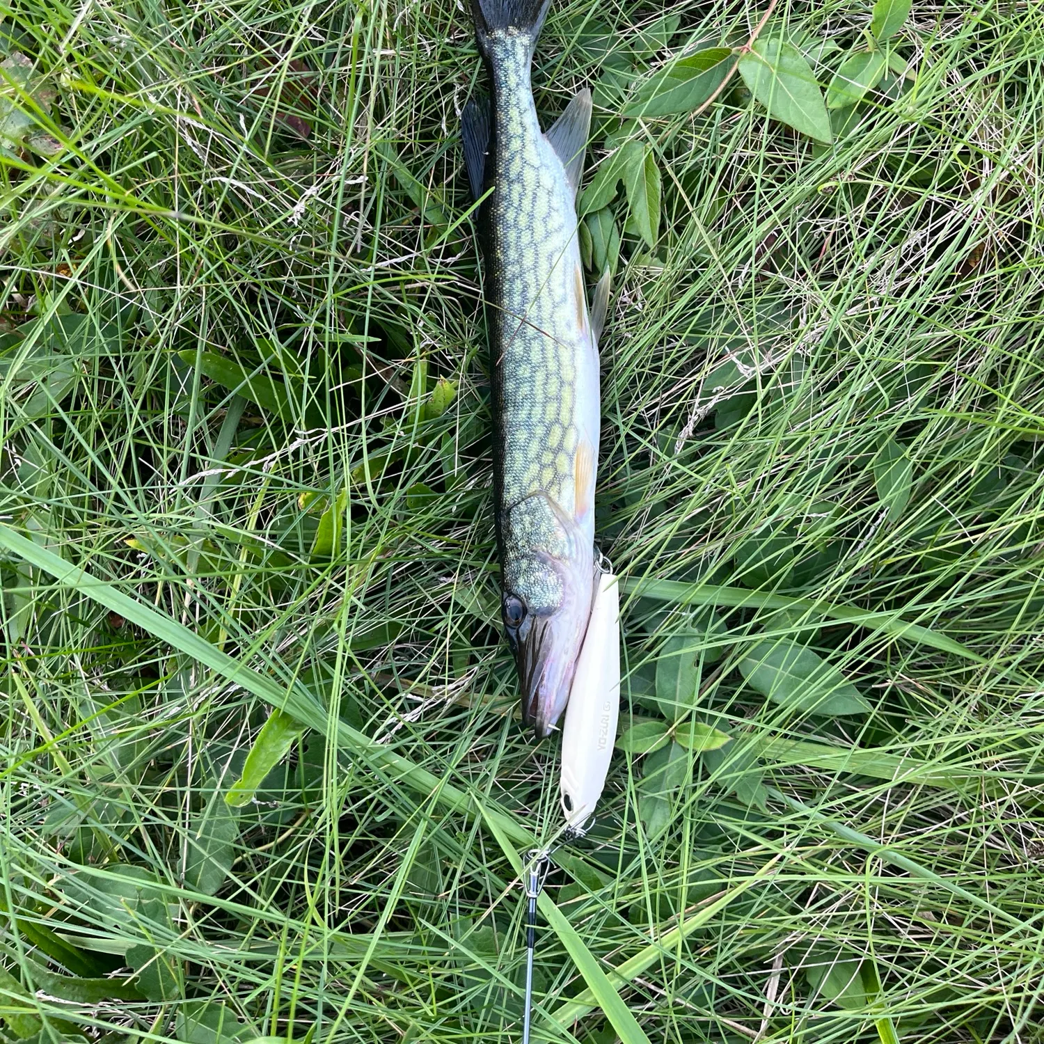 Fish caught on Fishbrain