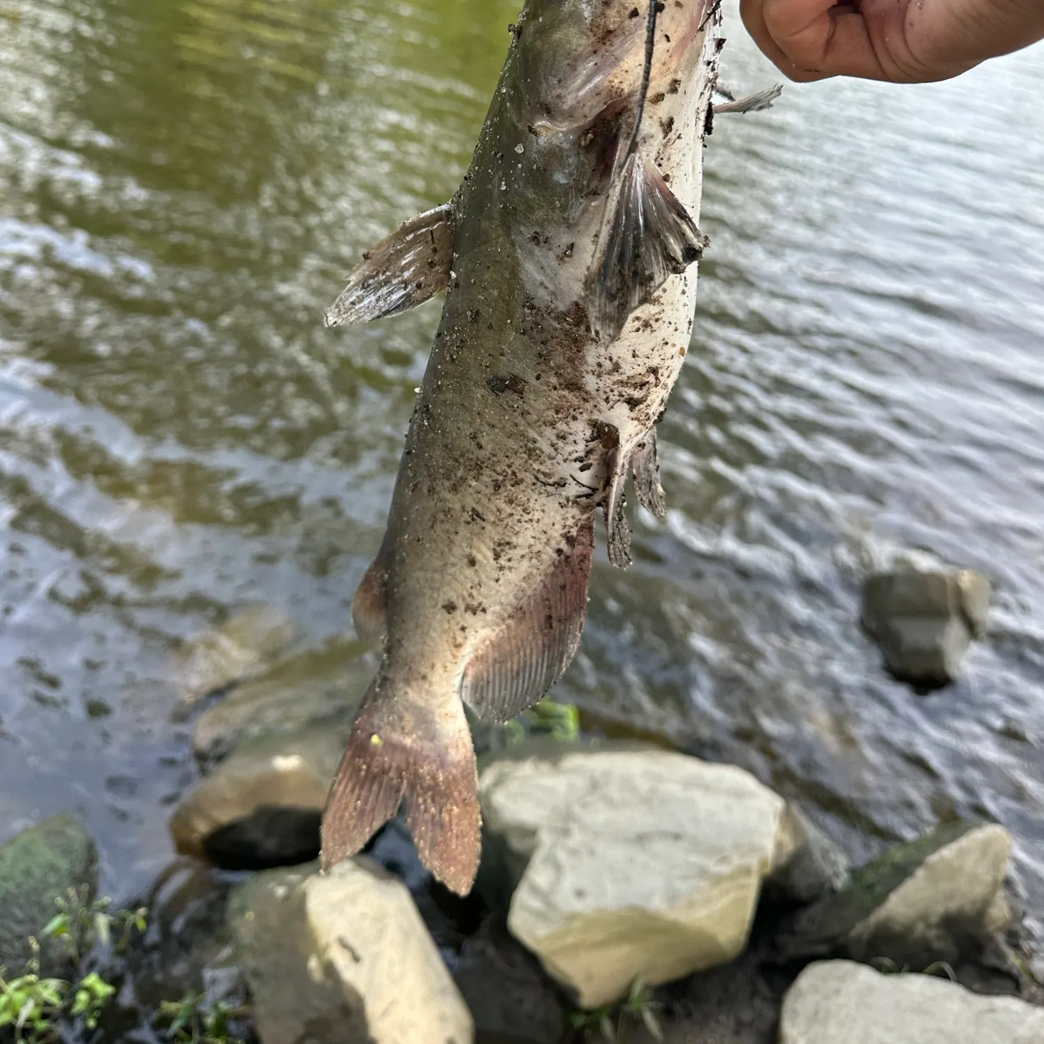 Channel catfish caught on Fishbrain