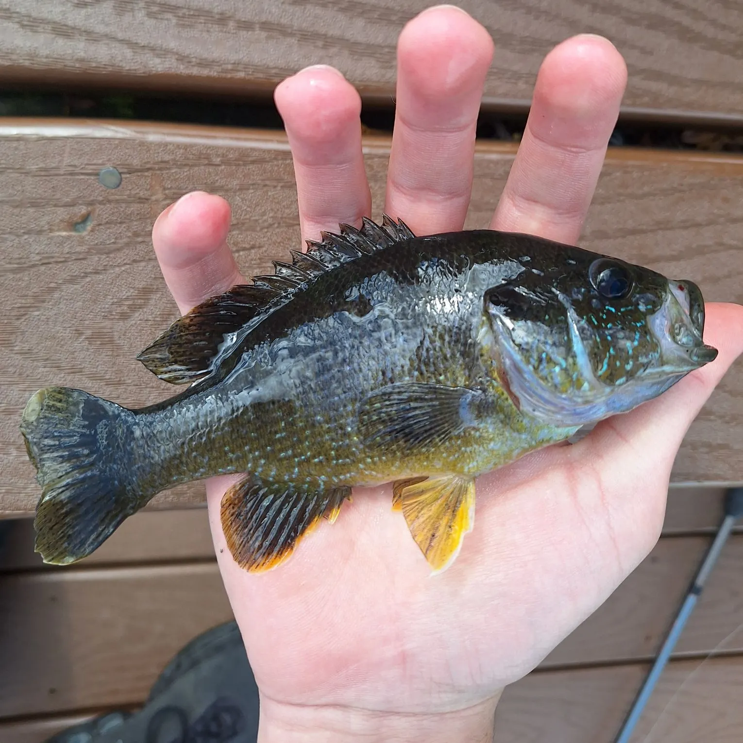Green sunfish caught on Fishbrain