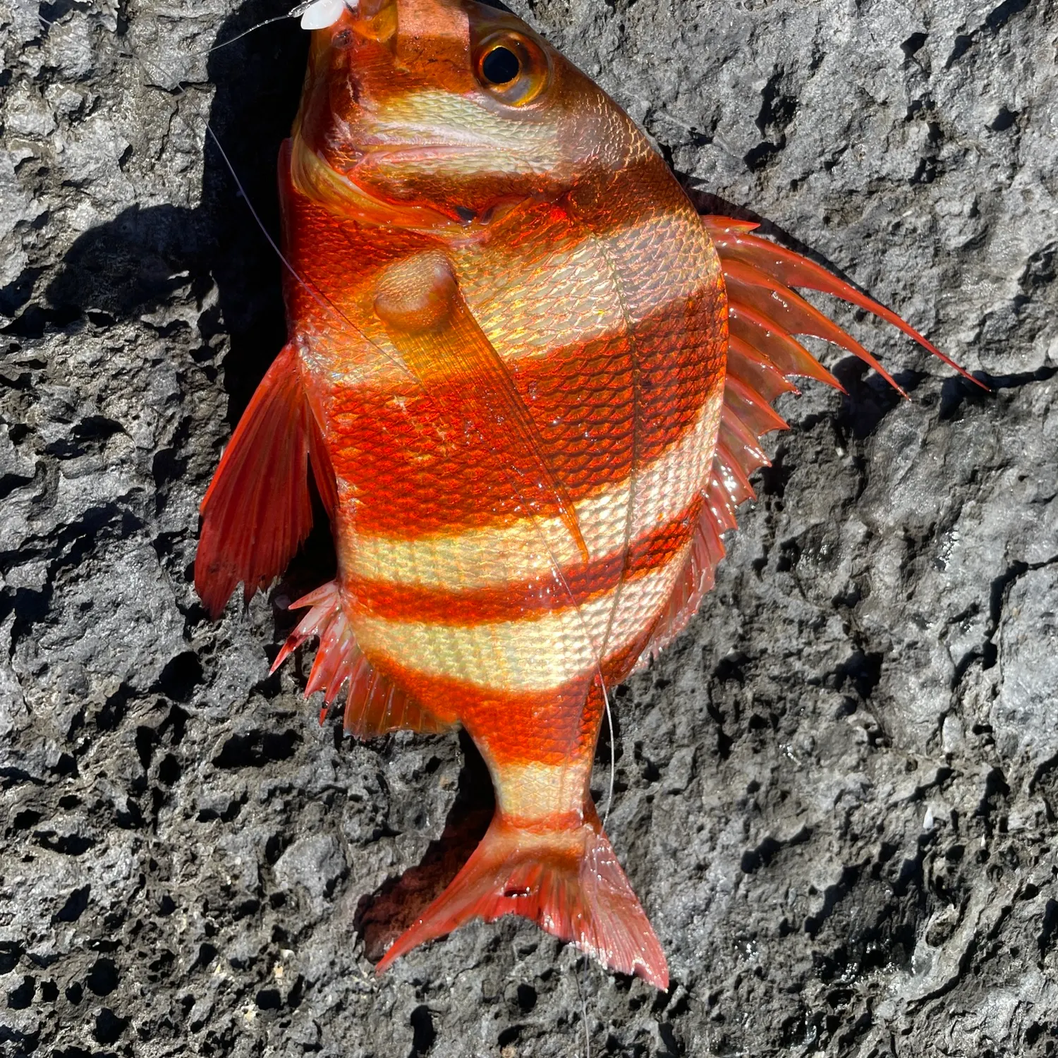 The most recent Redbanded seabream catches on Fishbrain