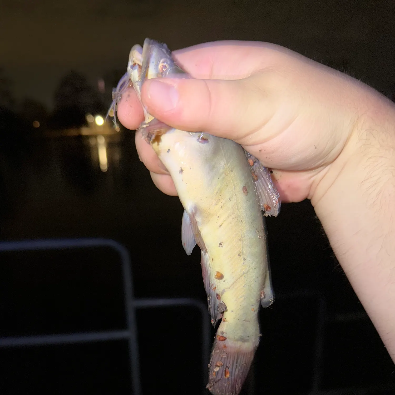 The most recent Black bullhead catches on Fishbrain