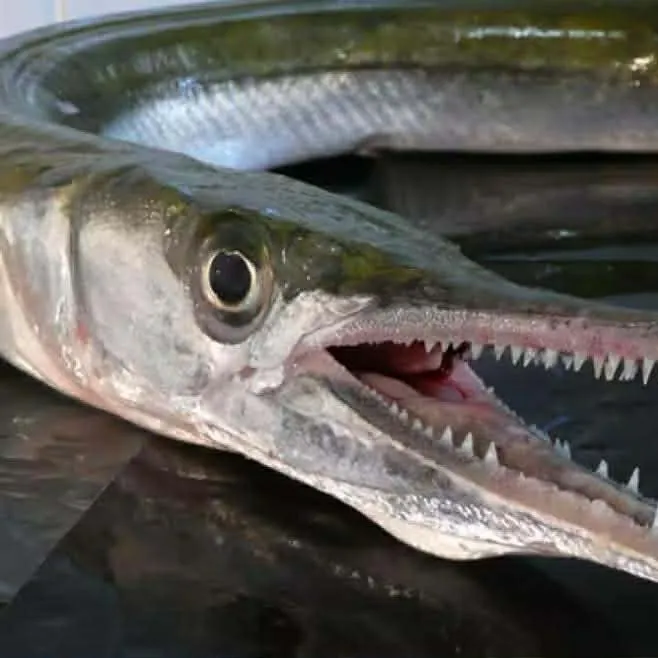 The most recent Keeled needlefish catches on Fishbrain