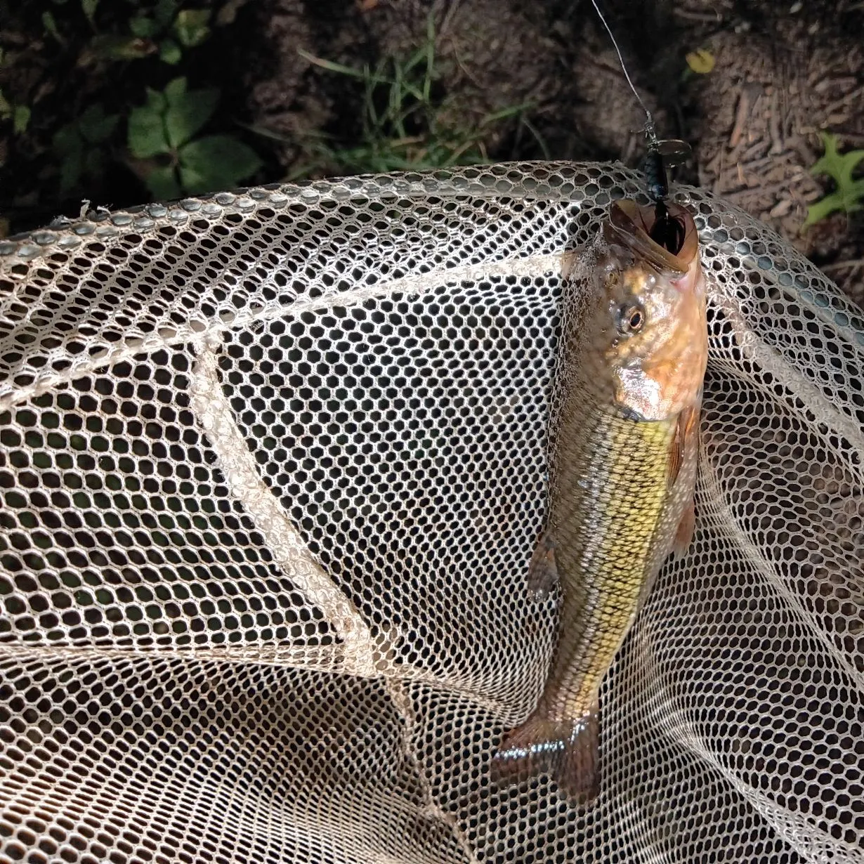 Creek chub caught on Fishbrain
