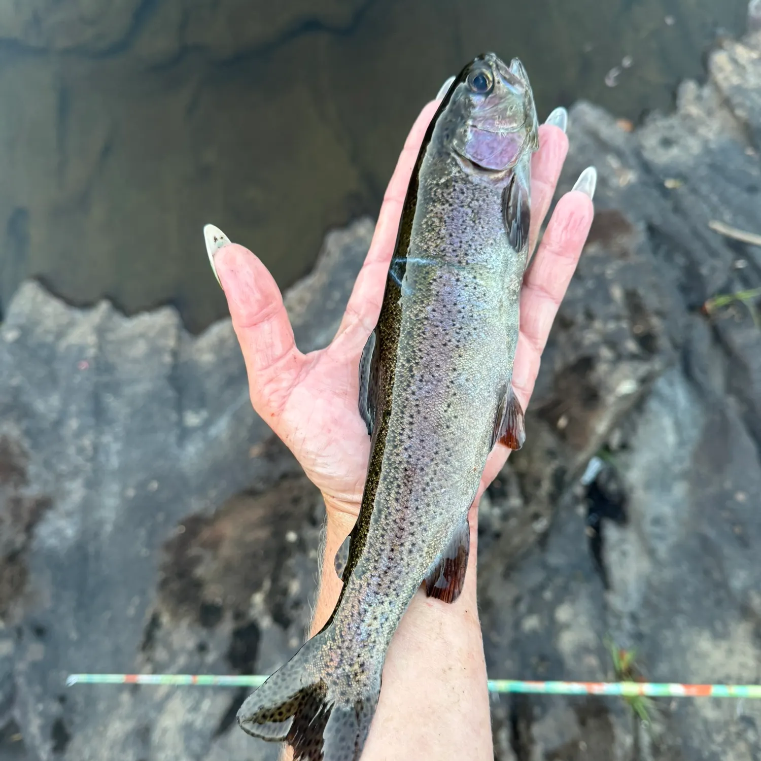 Rainbow trout caught on Fishbrain