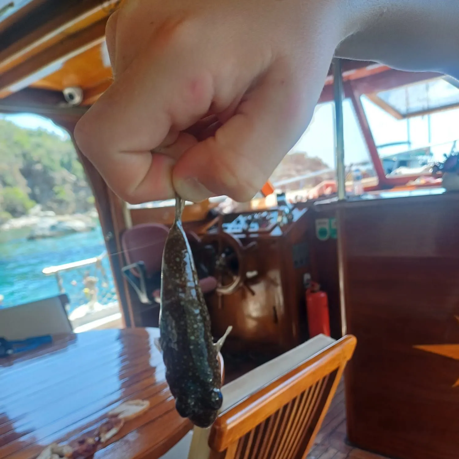 The most recent Reticulated pufferfish catches on Fishbrain