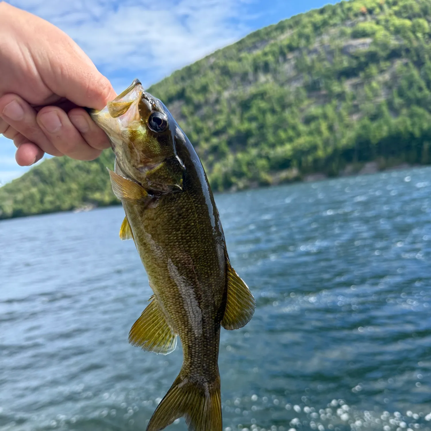Smallmouth bass caught on Fishbrain