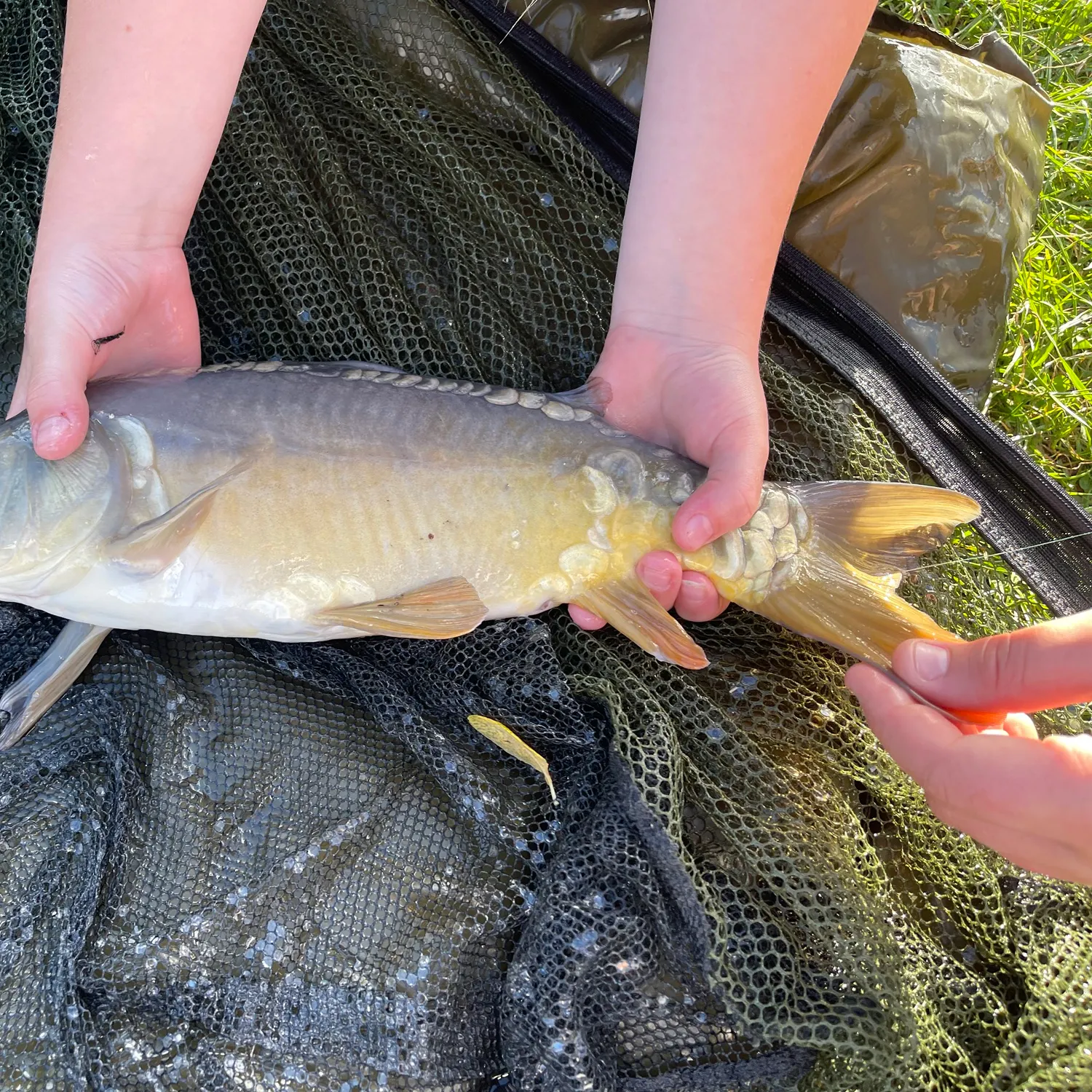 Mirror carp caught on Fishbrain