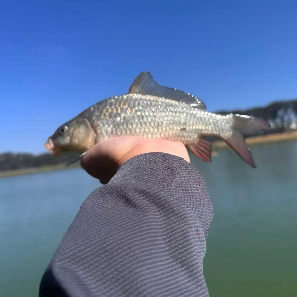 Common carp caught on Fishbrain