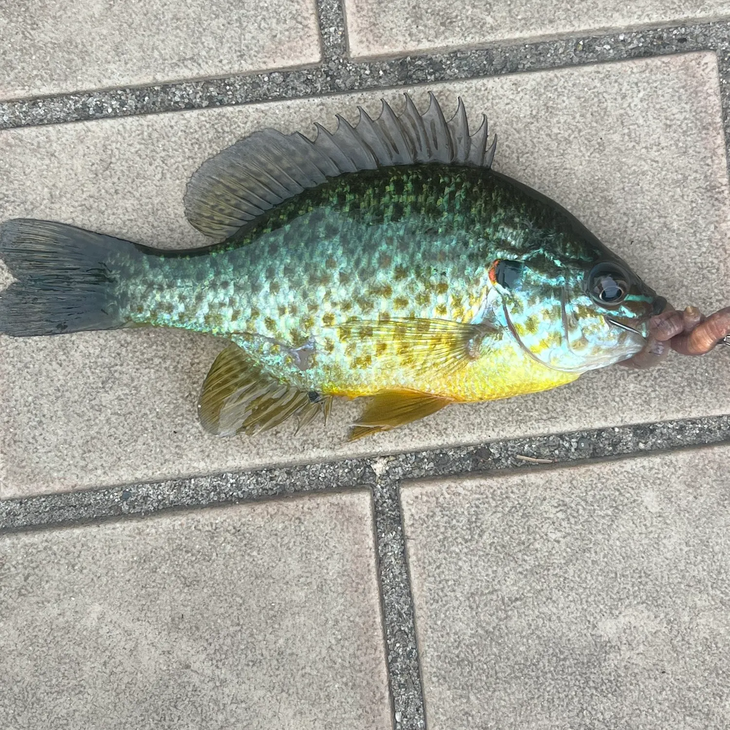 Pumpkinseed caught on Fishbrain