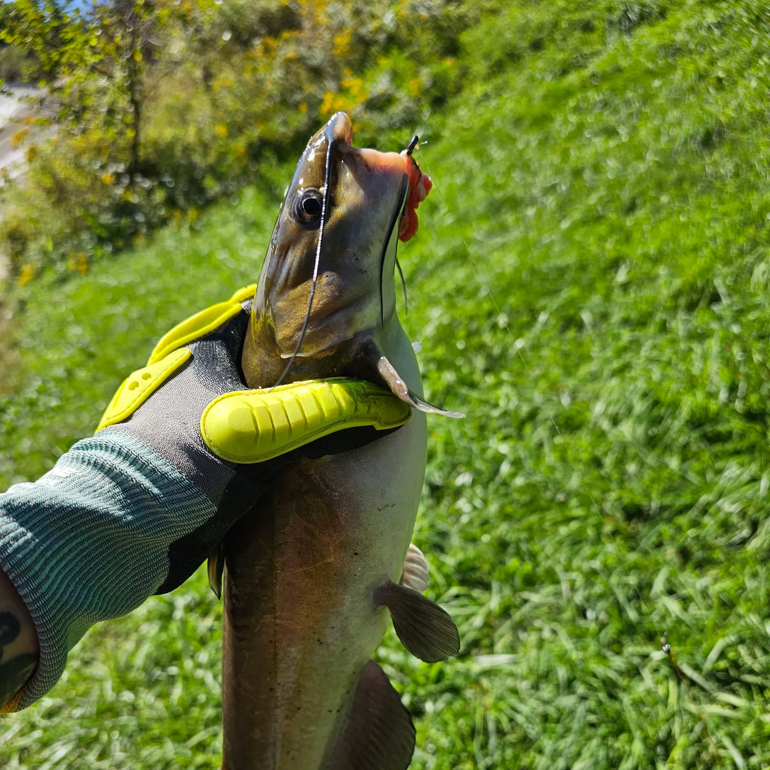 Channel catfish caught on Fishbrain