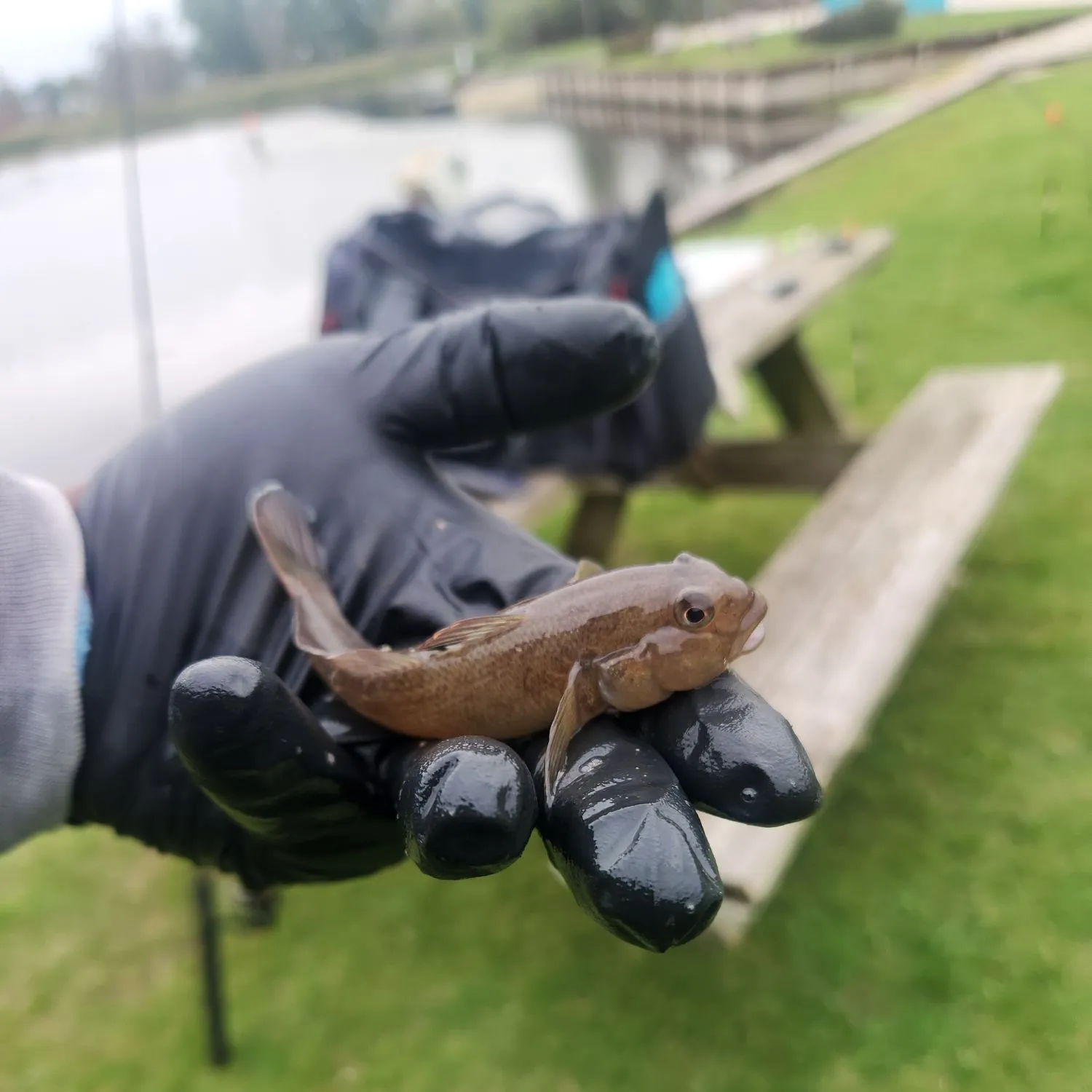 Round goby caught on Fishbrain