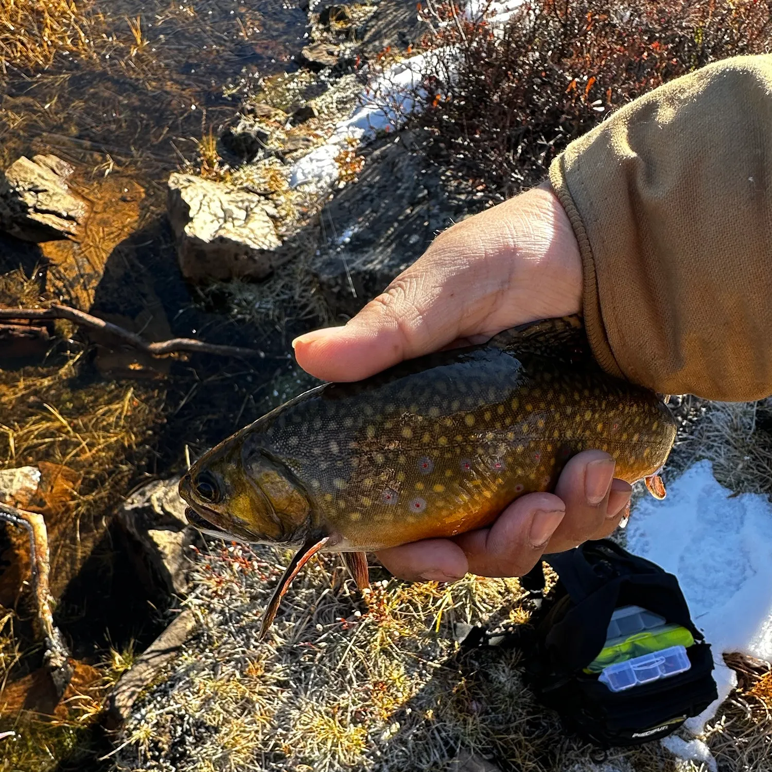 Brook trout caught on Fishbrain
