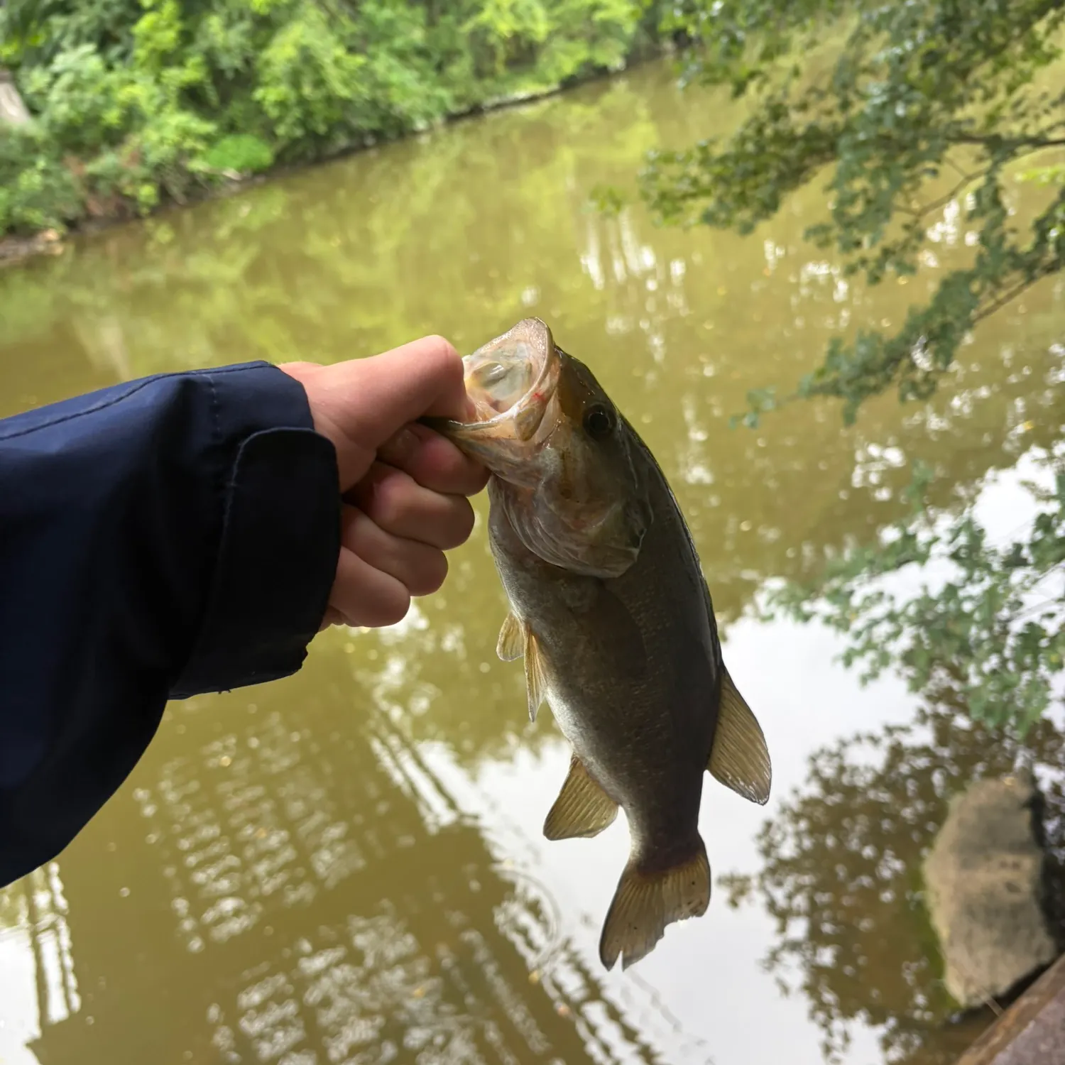 Smallmouth bass caught on Fishbrain