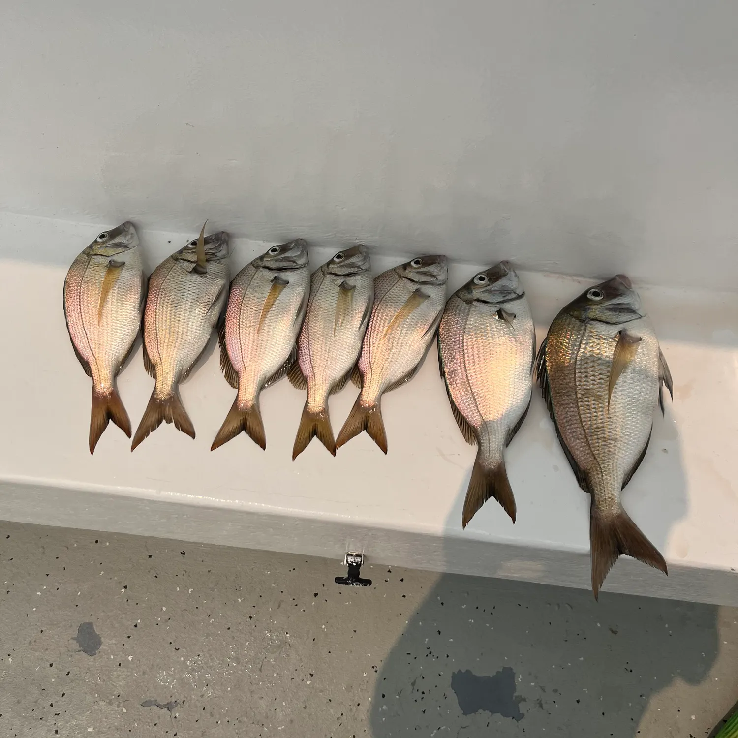 recently logged catches