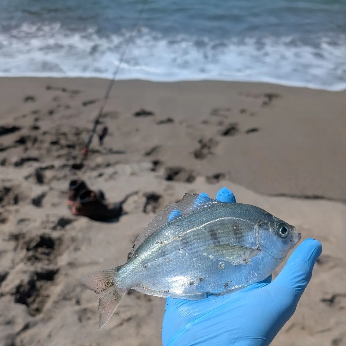 Silver surfperch caught on Fishbrain