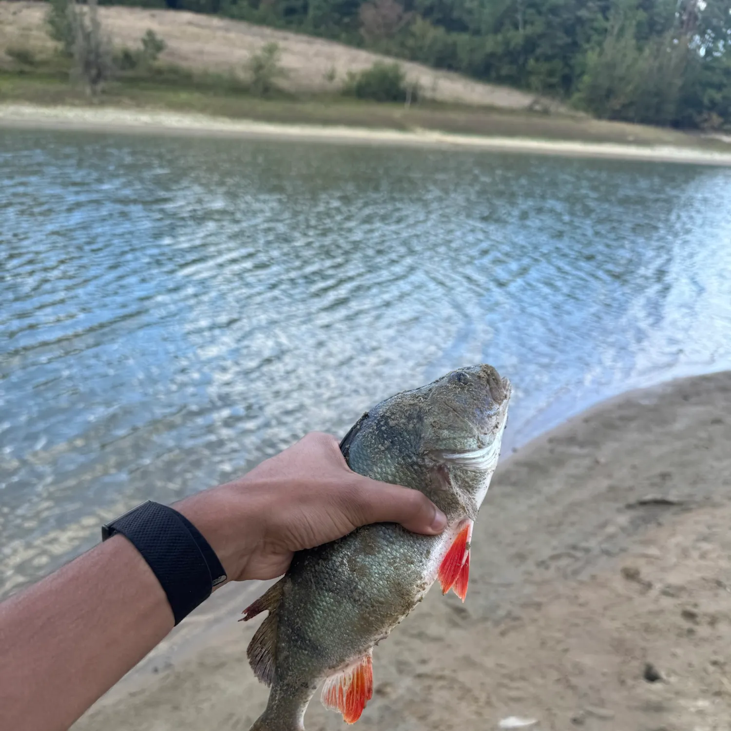 European perch caught on Fishbrain