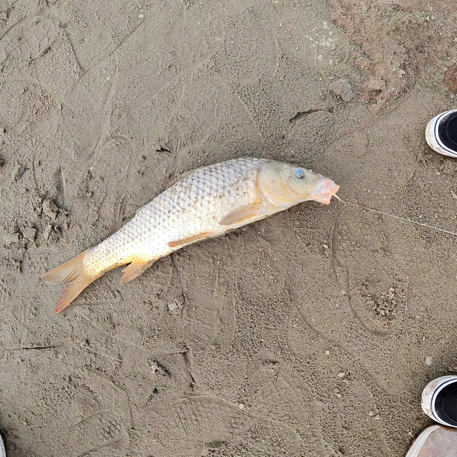 Common carp caught on Fishbrain