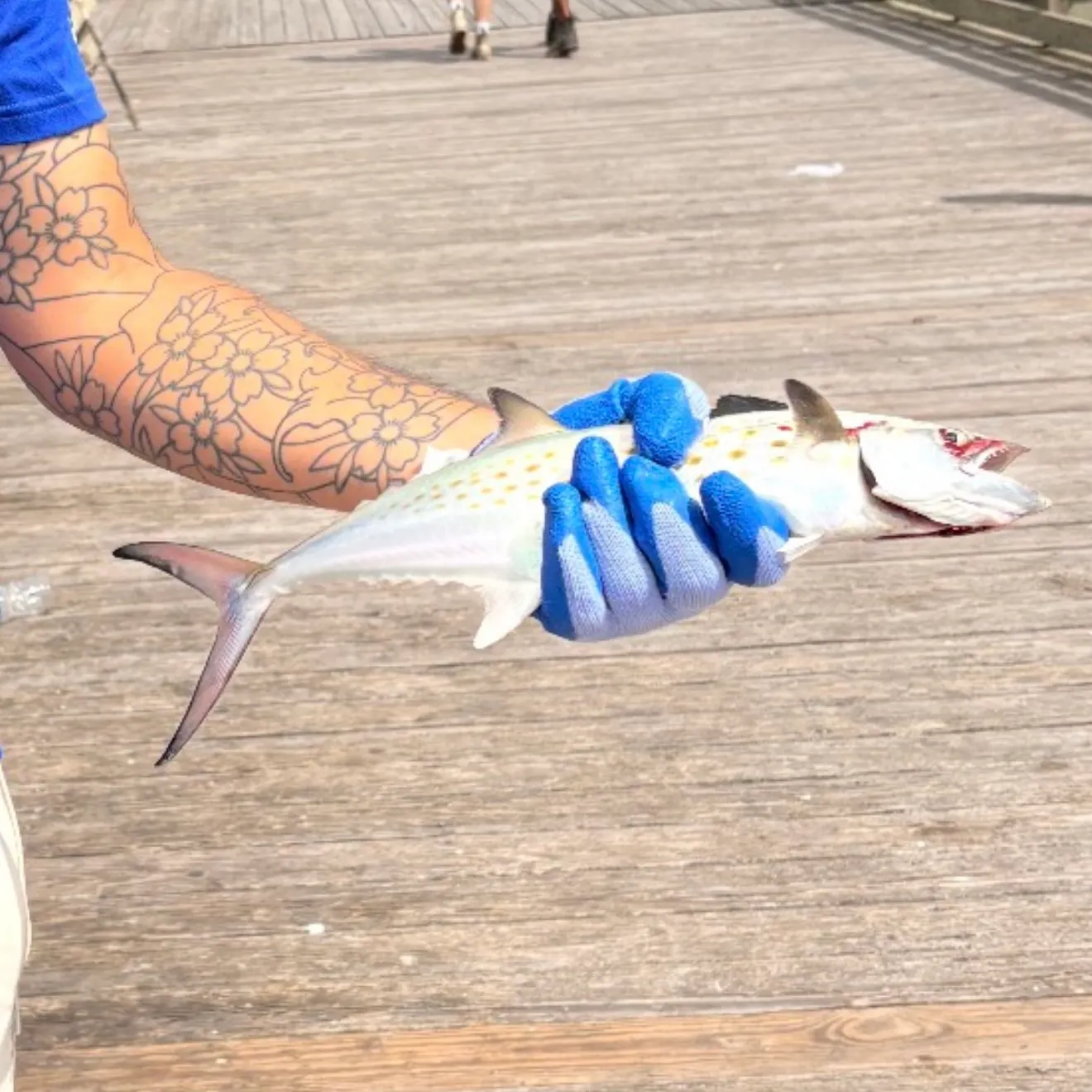 Spanish mackerel caught on Fishbrain