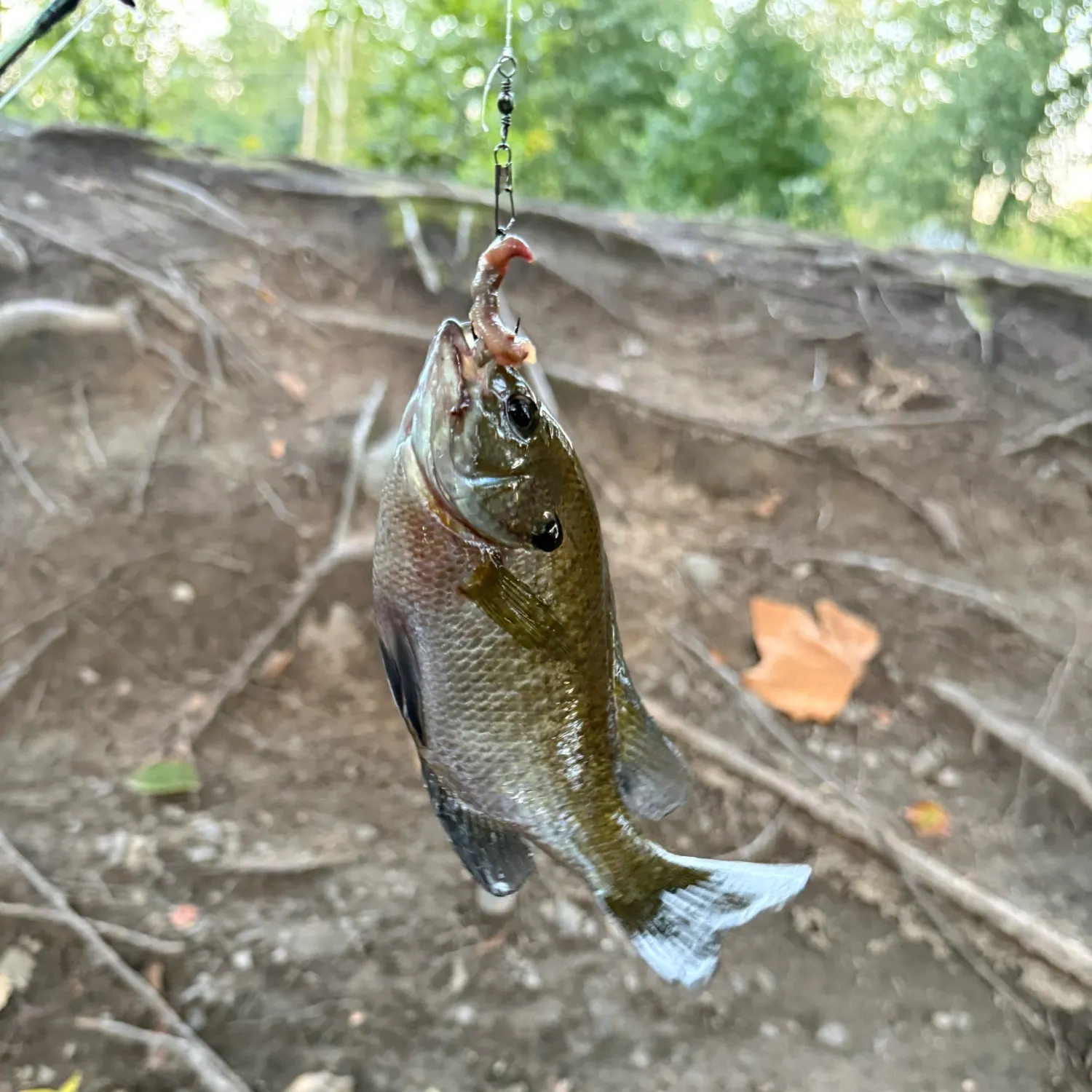 Bluegill caught on Fishbrain